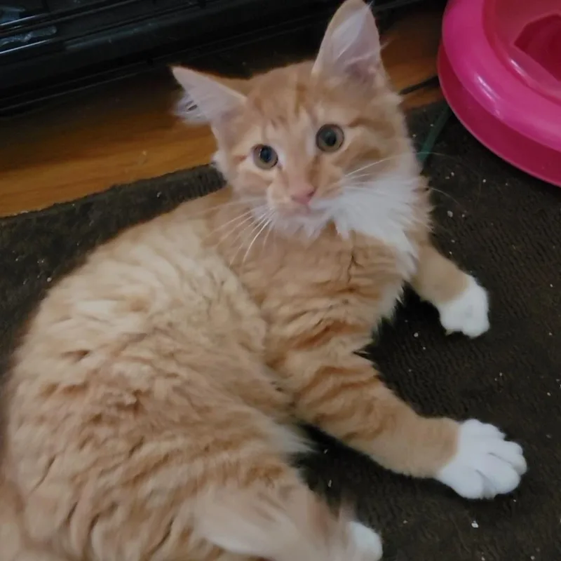 A baby medium-sized male Orange & White Domestic Long Hair cat named Kingsly for adoption in Charlottesville, VA