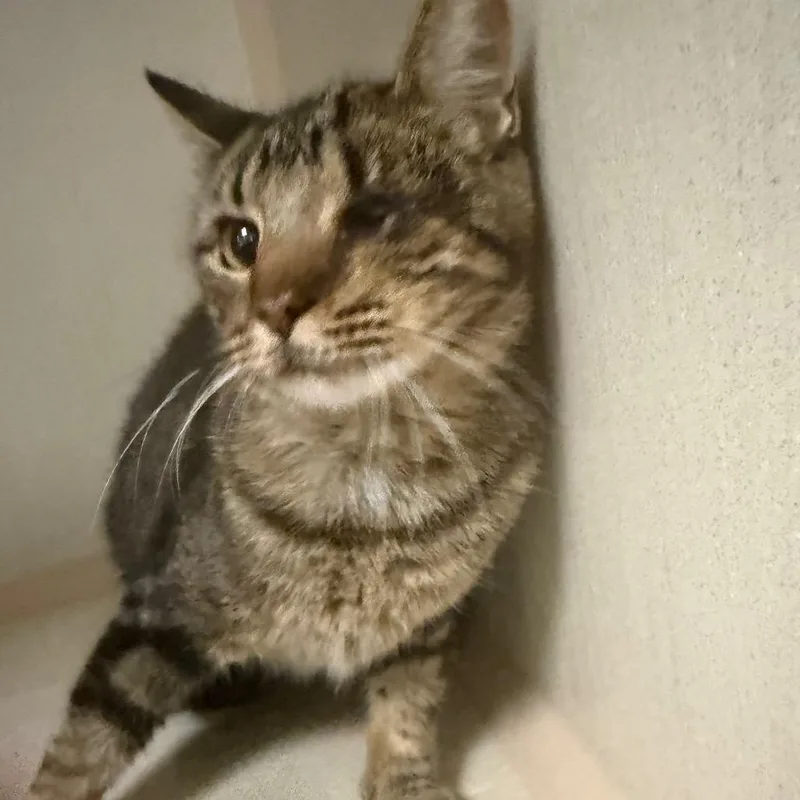 An adult medium-sized female Brown / Chocolate Domestic Short Hair cat named Tova for adoption in Houston, TX