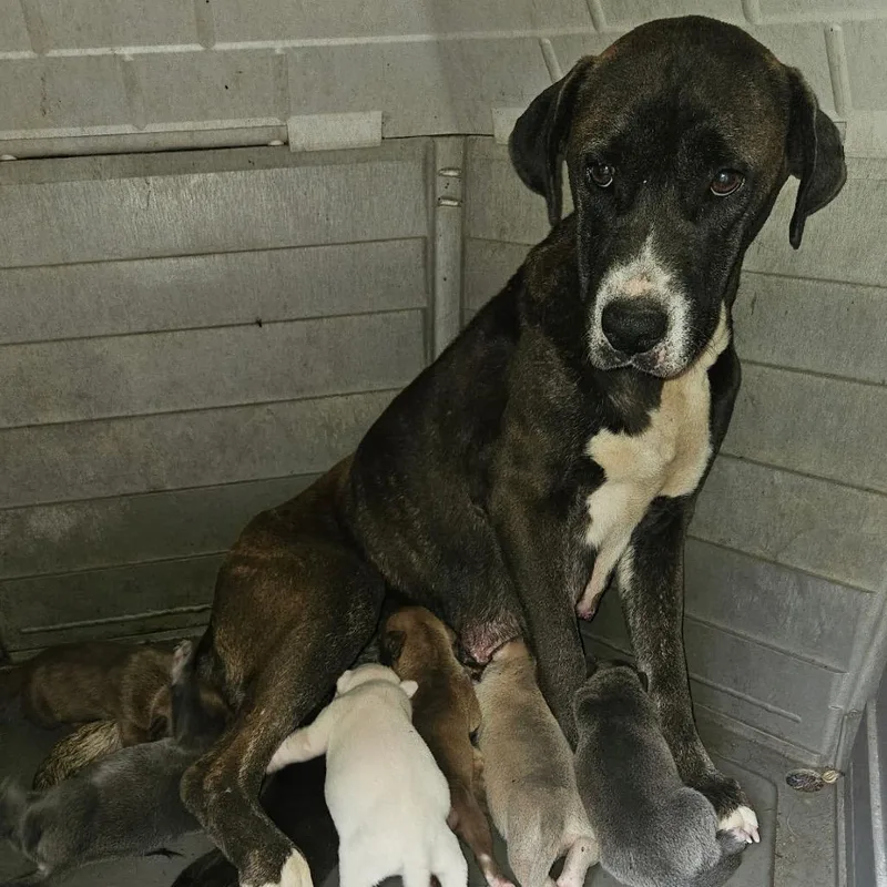 An adult large-sized female Brindle Mixed Breed dog named Fall City Mama & for adoption in Parrish, AL