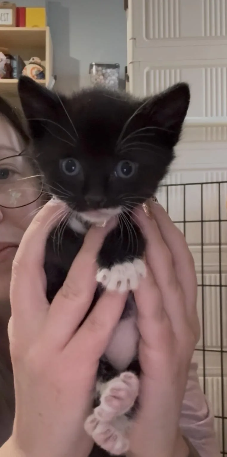 A baby medium-sized male Black Domestic Short Hair cat named Ryland for adoption in Midvale, UT