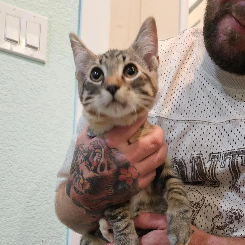 A baby small-sized male Brown / Chocolate Domestic Short Hair cat named Arthur for adoption in Elverta, CA