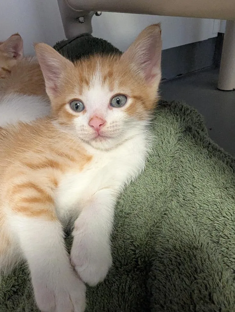 A baby small-sized male Domestic Short Hair cat named Lane for adoption in Barron, WI