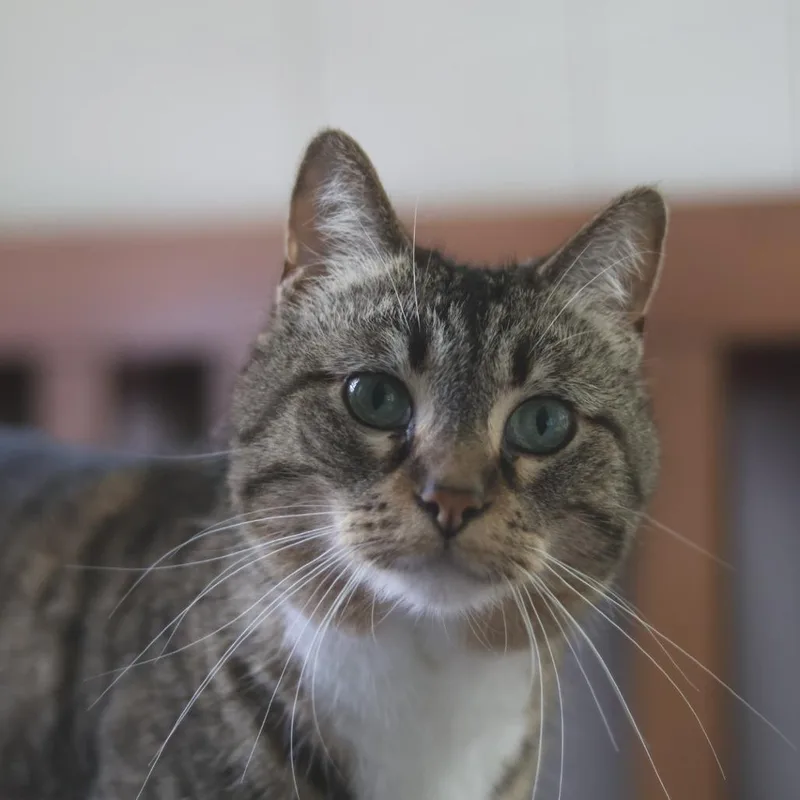A senior small-sized female Brown / Chocolate Domestic Short Hair cat named Pamona for adoption in Richland, MI