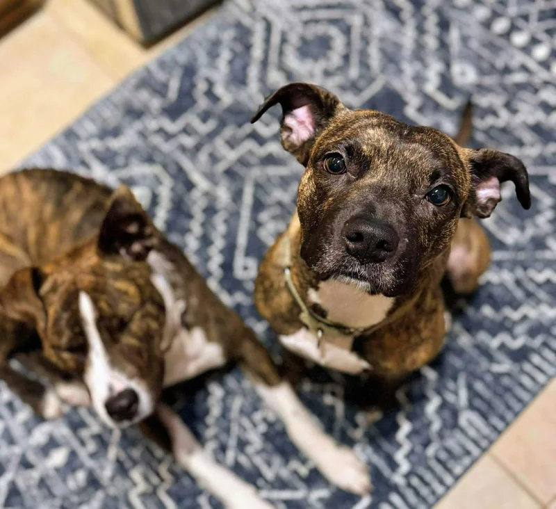 Florence thumbnail 2