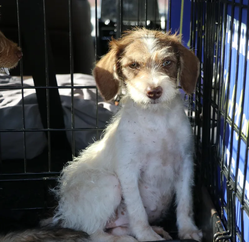 A baby medium-sized female Apricot / Beige Schnauzer dog named Maryann for adoption in Pflugerville, TX