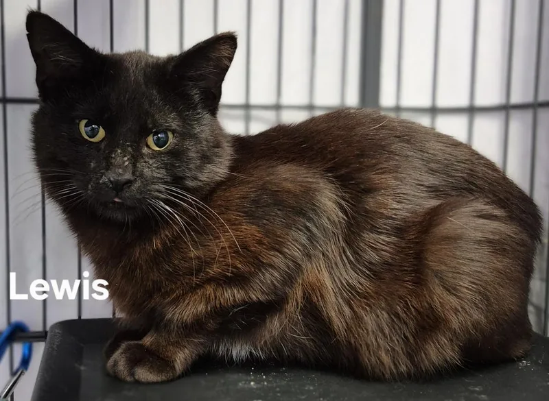 A young medium-sized male Domestic Short Hair cat named Lewis for adoption in Kendallville, IN