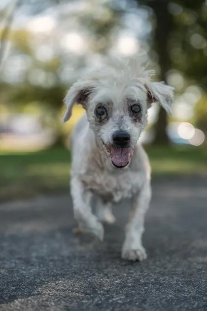 Berries And Cream thumbnail 2