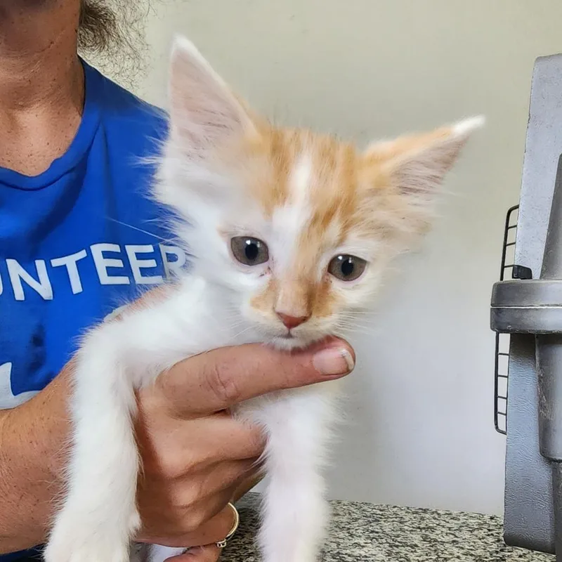 A baby small-sized male Orange / Red Domestic Short Hair cat named Dave for adoption in Centerville, TN