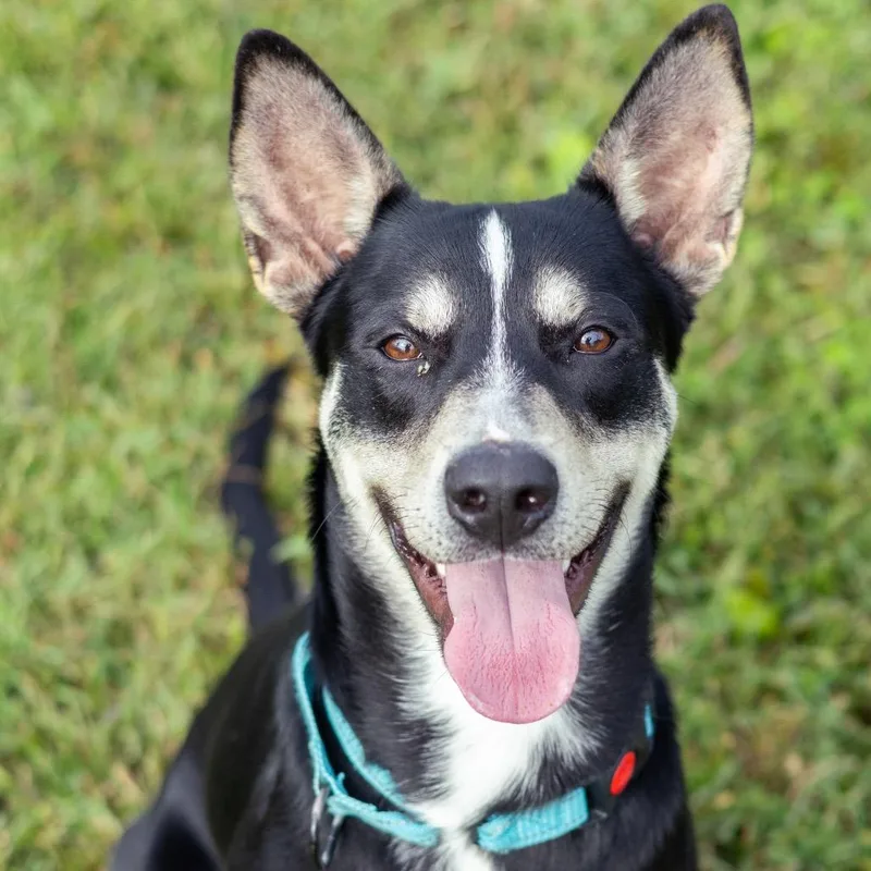 A young medium-sized male Husky dog named Prince William for adoption in Newark, DE