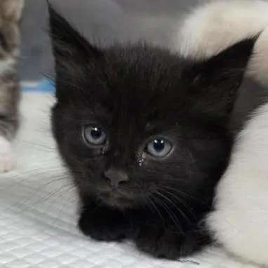 A baby small-sized female Black Domestic Short Hair cat named Fuzzpouch for adoption in Fort Collins, CO