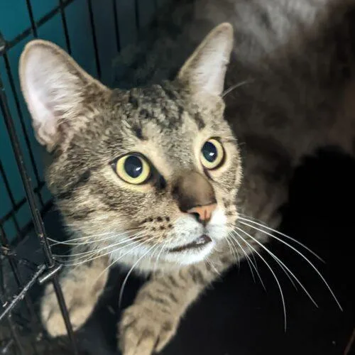 An adult medium-sized male Tabby (Brown / Chocolate) Domestic Short Hair cat named Miro for adoption in Tipp City, OH