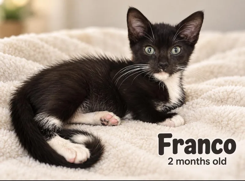 A baby small-sized male Black & White / Tuxedo Domestic Short Hair cat named Franco for adoption in Pawleys Island, SC