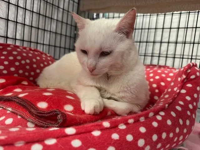 An adult medium-sized female Domestic Short Hair cat named Tequila Blanca for adoption in Raleigh, NC