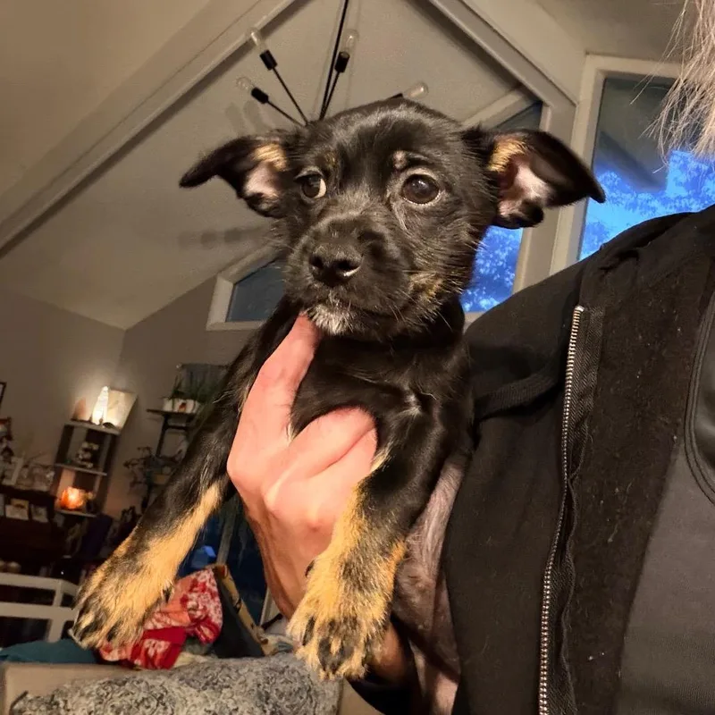 A baby small-sized female Black Chihuahua dog named Chanterelle for adoption in Saint John, IN