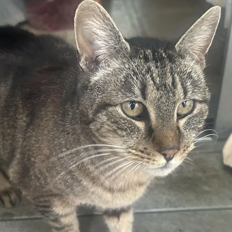 An adult medium-sized female Tabby (Gray / Blue / Silver) Domestic Short Hair cat named Peeps for adoption in Shingletown, CA