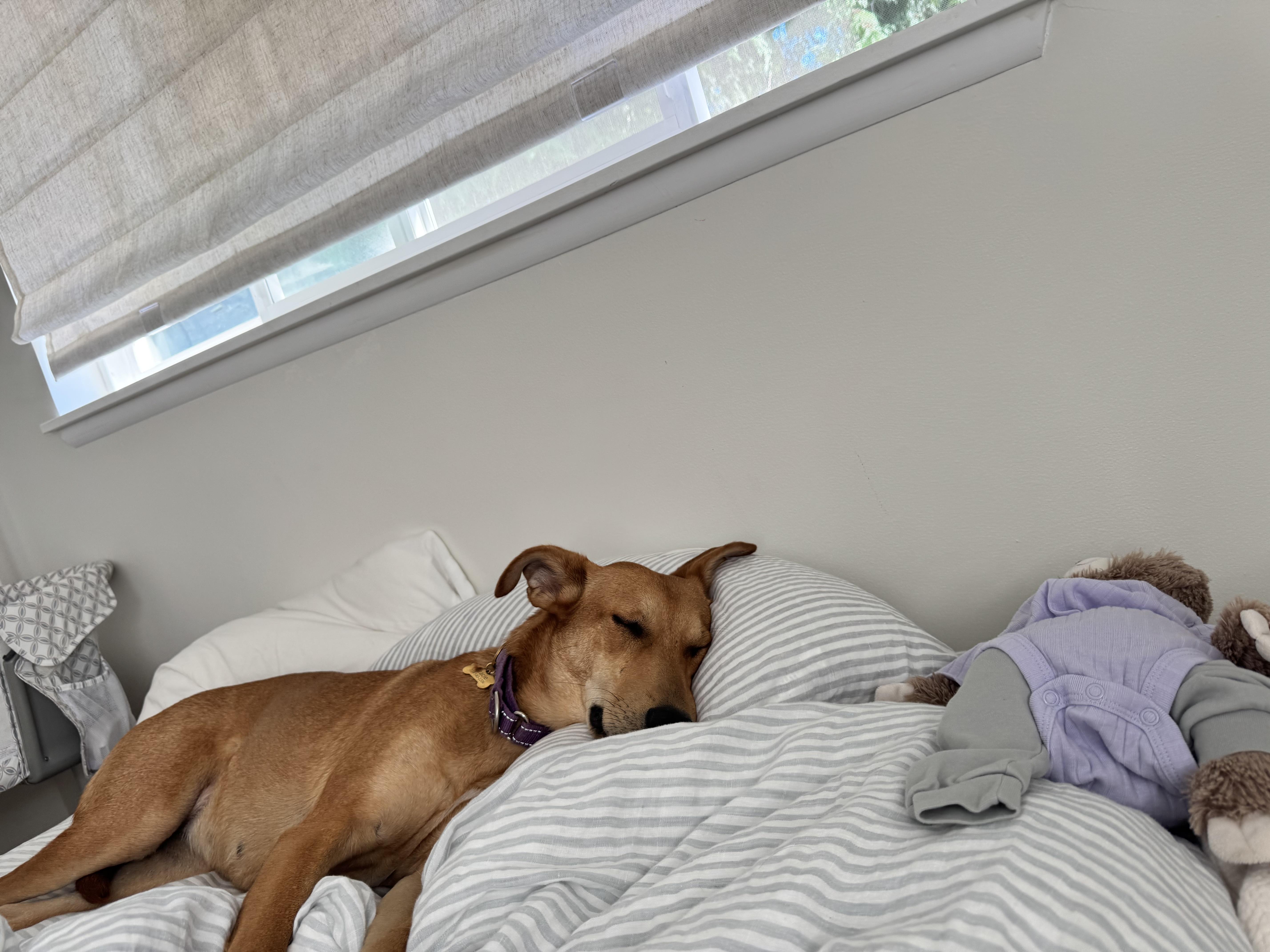 Gracie