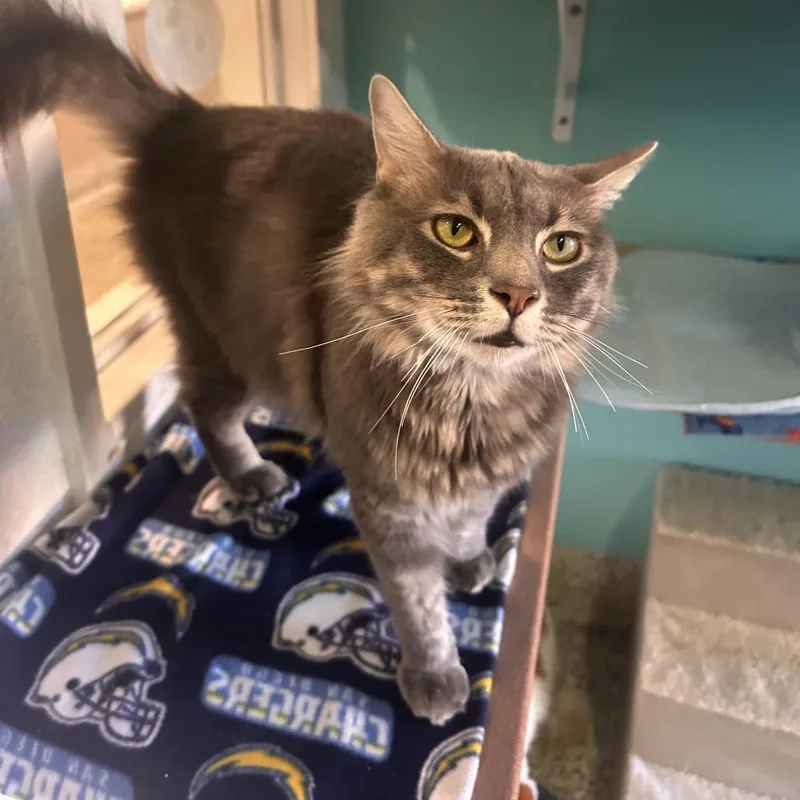 An adult extra large-sized male Gray / Blue / Silver Domestic Long Hair cat named Sweetboy for adoption in Fresno, CA
