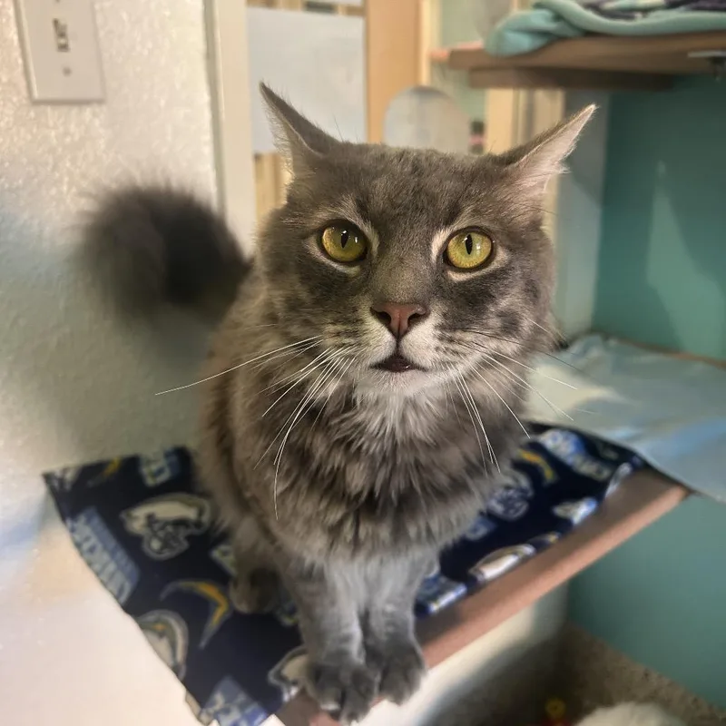 Sweetboy thumbnail 2