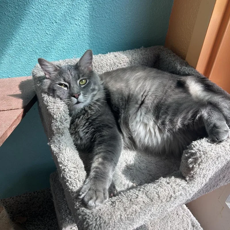 Sweetboy thumbnail 3