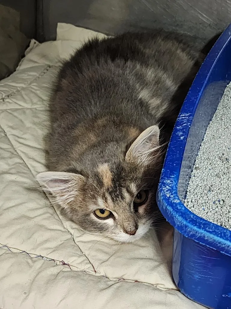 A baby medium-sized female Domestic Medium Hair cat named Melody for adoption in Virginia, MN