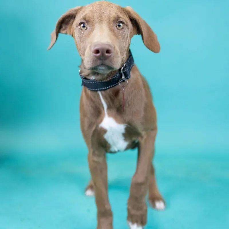 A baby small-sized male Brown / Chocolate Mixed Breed dog named Montana for adoption in Portland, OR