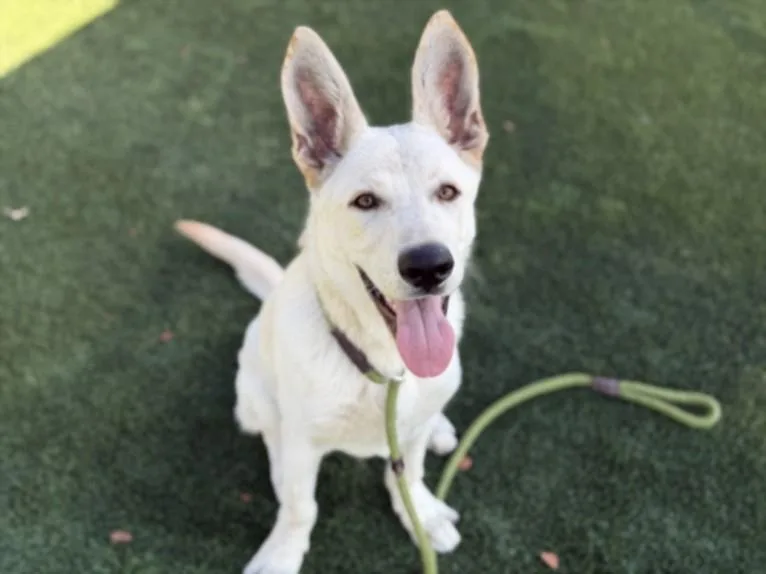 A young large-sized male Mixed Breed dog named Homer for adoption in Los Angeles, CA