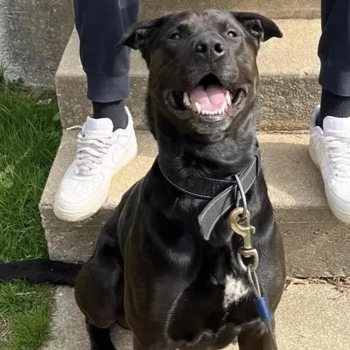 An adult large-sized male Black Mixed Breed dog named Jax for adoption in Philadelphia, PA