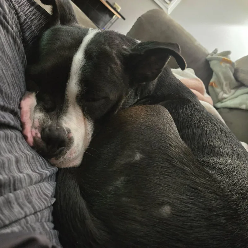 A young medium-sized female Black Pit Bull Terrier dog named Josie for adoption in Buffalo, NY