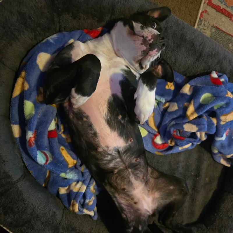 Josie thumbnail 3