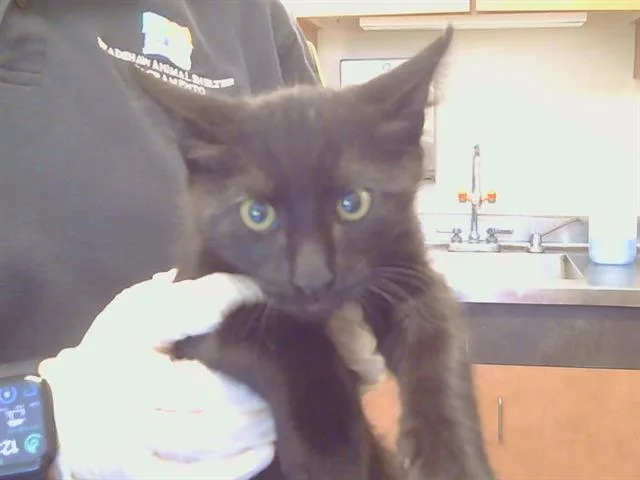 A baby small-sized male Domestic Short Hair cat named Jupiter for adoption in Sacramento, CA