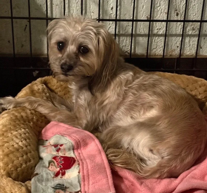 An adult small-sized female Yorkshire Terrier dog named Bailey for adoption in Mentone, CA