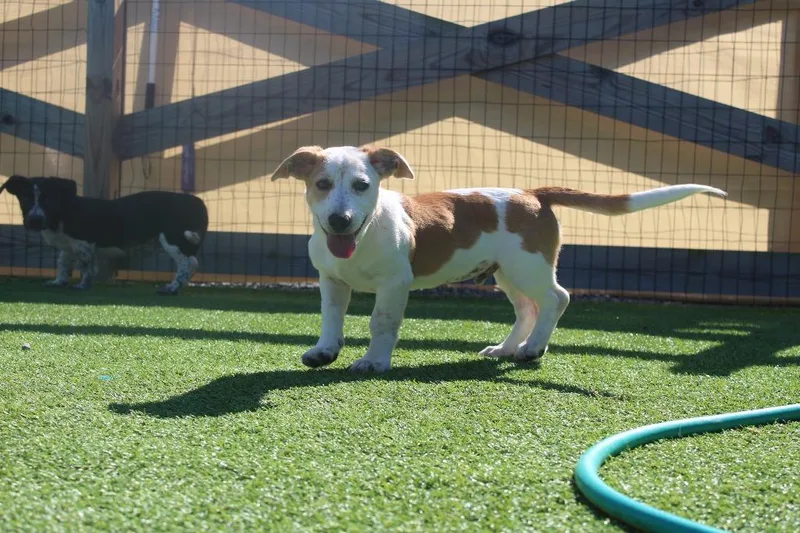 A baby medium-sized male Basset Hound dog named Scarecrow for adoption in Chestertown, MD