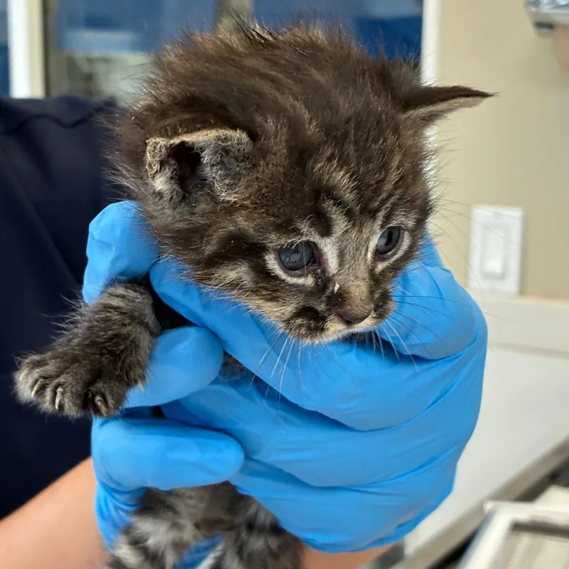 A baby small-sized male Black Domestic Short Hair cat named Pickles for adoption in Ojai, CA