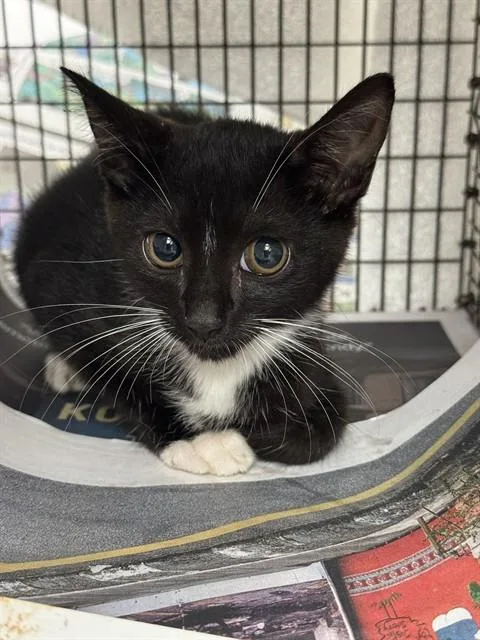 A baby small-sized female Domestic Short Hair cat named Daffodil for adoption in Fort Lauderdale, FL