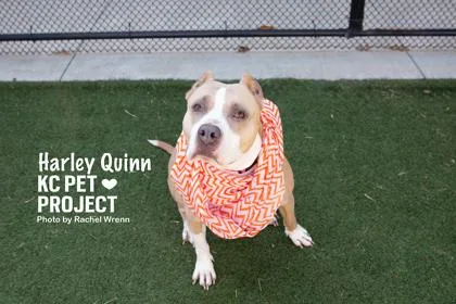 An adult large-sized female Yellow / Tan / Blond / Fawn Pit Bull Terrier dog named Harley Quinn for adoption in Kansas City, MO