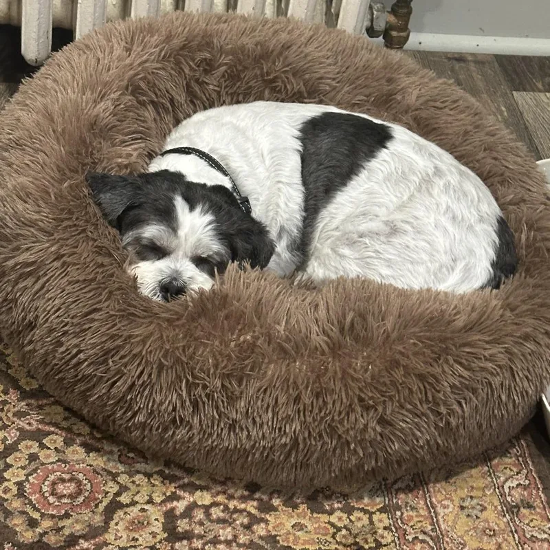 A senior small-sized male Black Shih Tzu dog named Cooper D for adoption in Minnetonka, MN