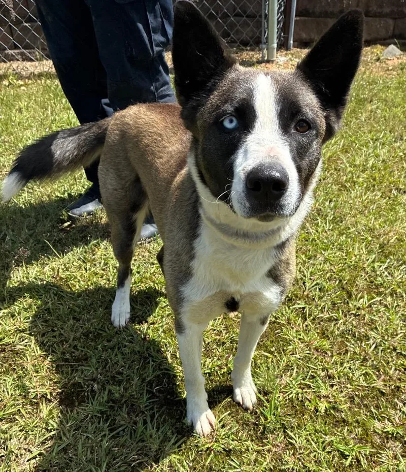 A young medium-sized female Shepherd dog named Luna Boonuh for adoption in Bryant, AR