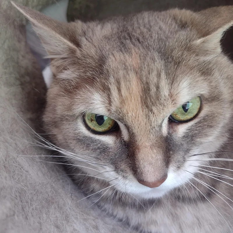 A senior large-sized female Dilute Tortoiseshell Domestic Short Hair cat named Erma  Bonded Wmax for adoption in Rockford, MI