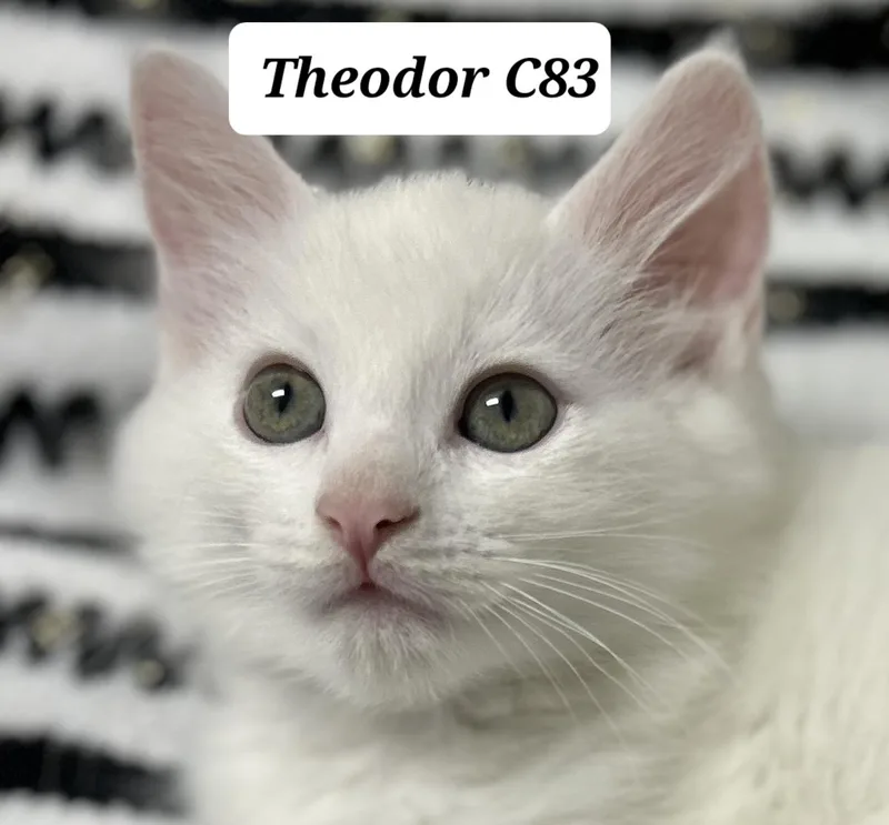 A baby medium-sized male White Domestic Long Hair cat named Theodor for adoption in Morganton, NC