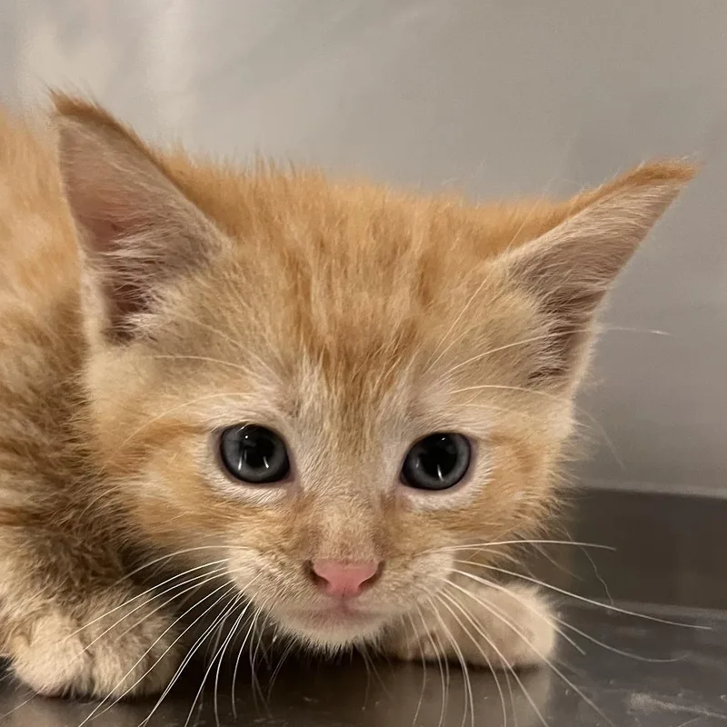 A baby small-sized male Orange / Red Domestic Short Hair cat named Fum for adoption in Washburn, MO