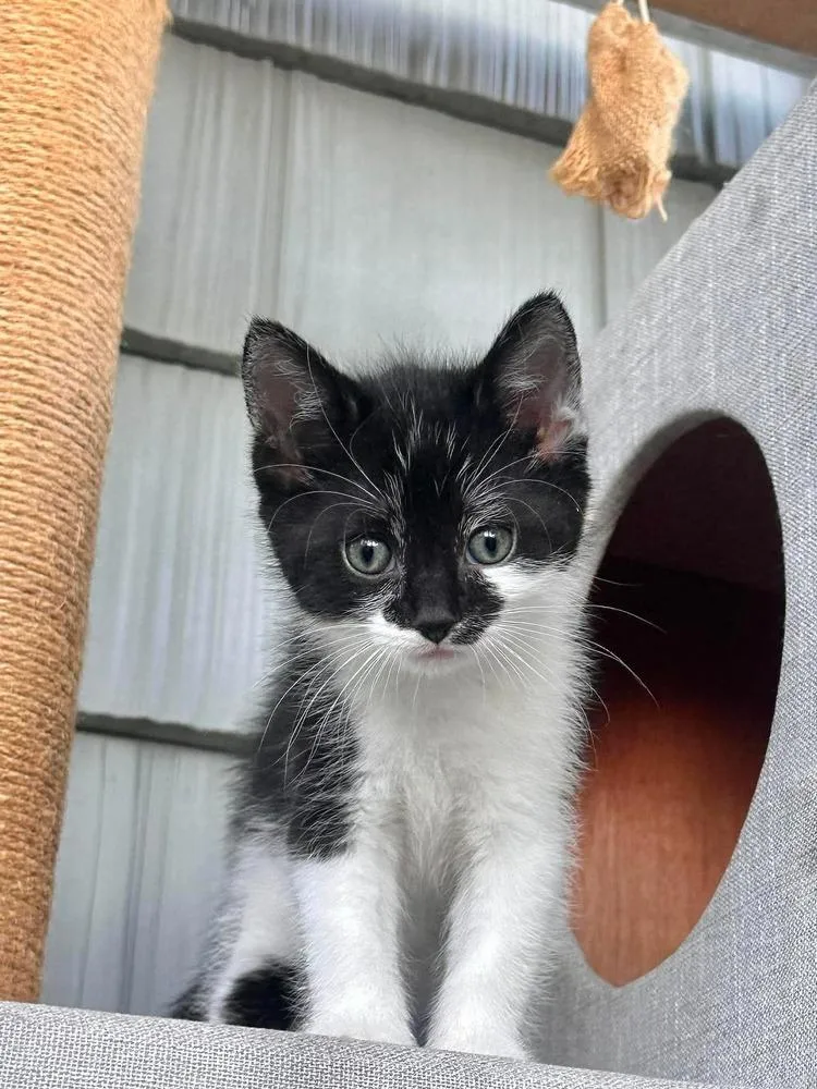 A baby medium-sized male Black & White / Tuxedo Domestic Short Hair cat named Grinagog for adoption in Emerald Isle, NC