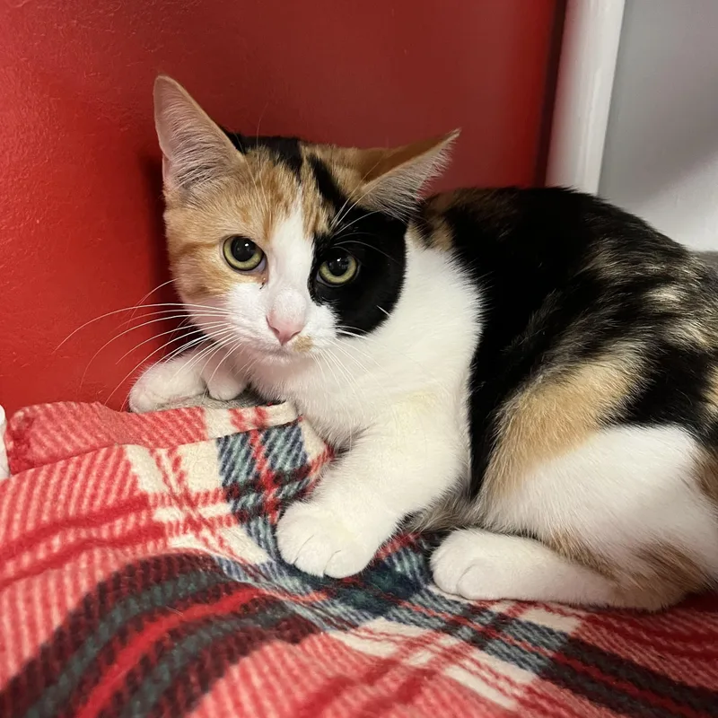 A baby small-sized female Calico Domestic Short Hair cat named Zion for adoption in North Haven, CT