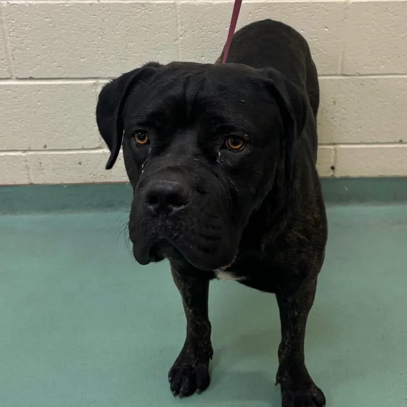 An adult large-sized male Mixed Breed dog named Bulbar for adoption in Memphis, TN