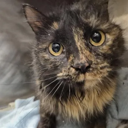 A young medium-sized female Domestic Medium Hair cat named Fifi for adoption in Hagerstown, MD