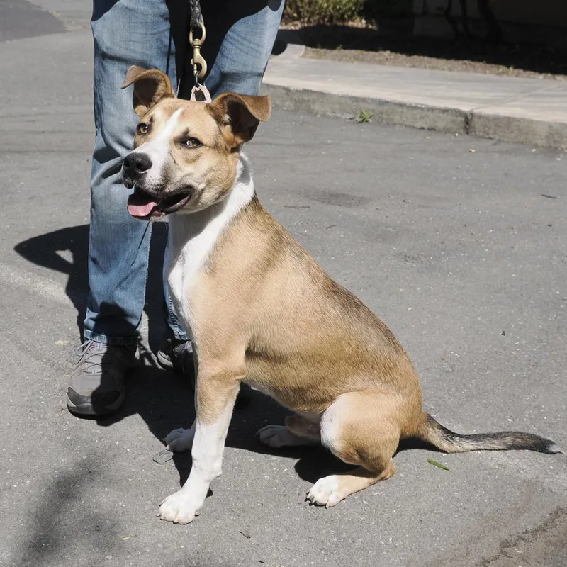 An adult medium-sized male Yellow / Tan / Blond / Fawn Pit Bull Terrier dog named Bam Bam for adoption in Point Richmond, CA