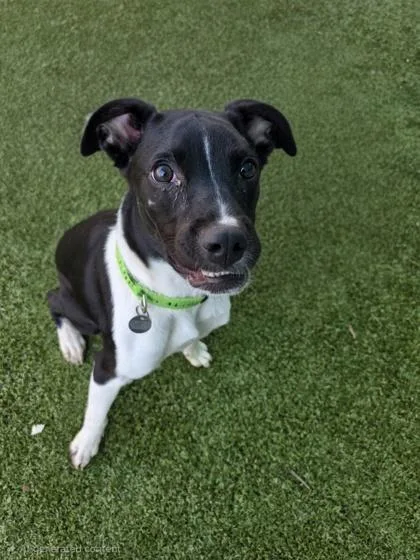 A young medium-sized male Mixed Breed dog named Dale for adoption in Savannah, GA
