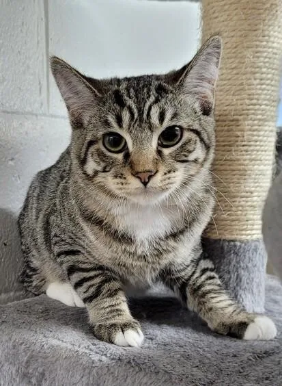 An adult medium-sized male Gray / Blue / Silver Domestic Short Hair cat named Ace for adoption in Hartwell, GA