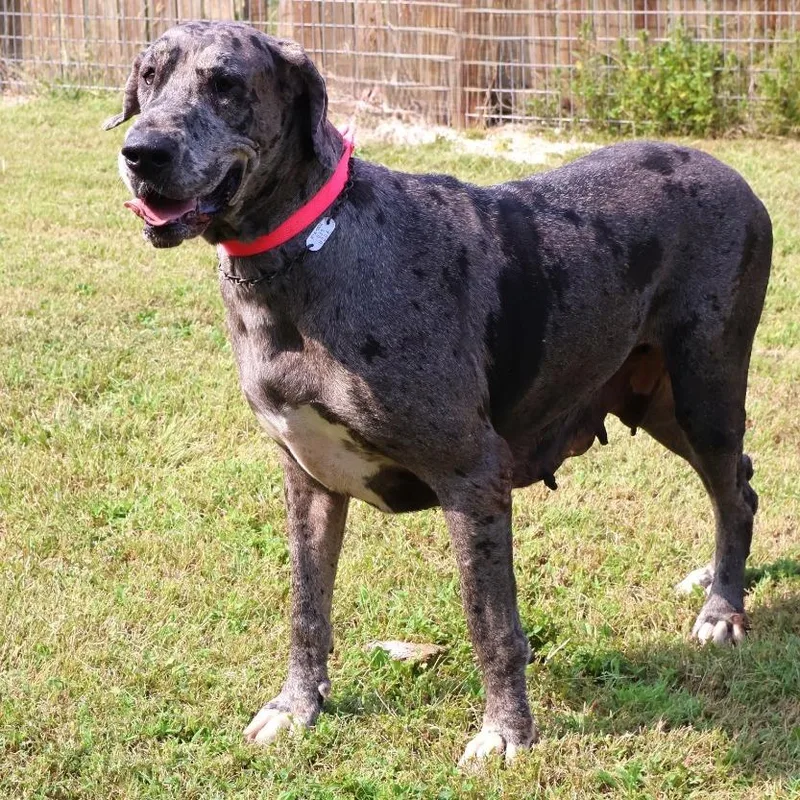 An adult extra large-sized female Great Dane dog named Miracle for adoption in Zionsville, IN