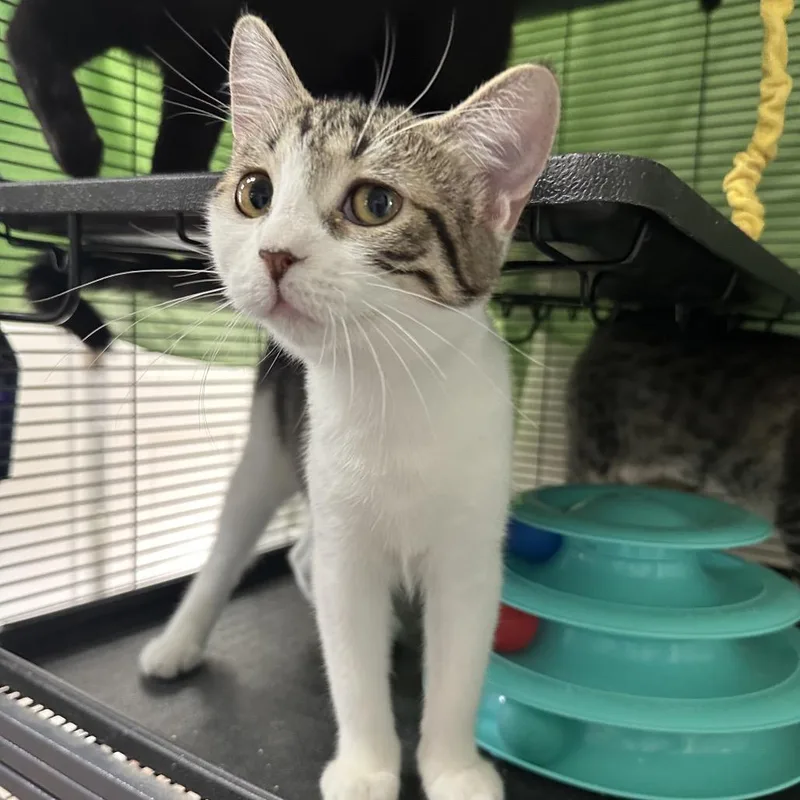 A young medium-sized female Brown / Chocolate Domestic Short Hair cat named Cpo for adoption in Mount Laurel, NJ