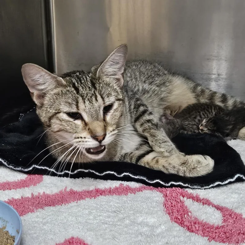 An adult medium-sized female Gray / Blue / Silver Domestic Short Hair cat named Smores for adoption in Ridgely, MD